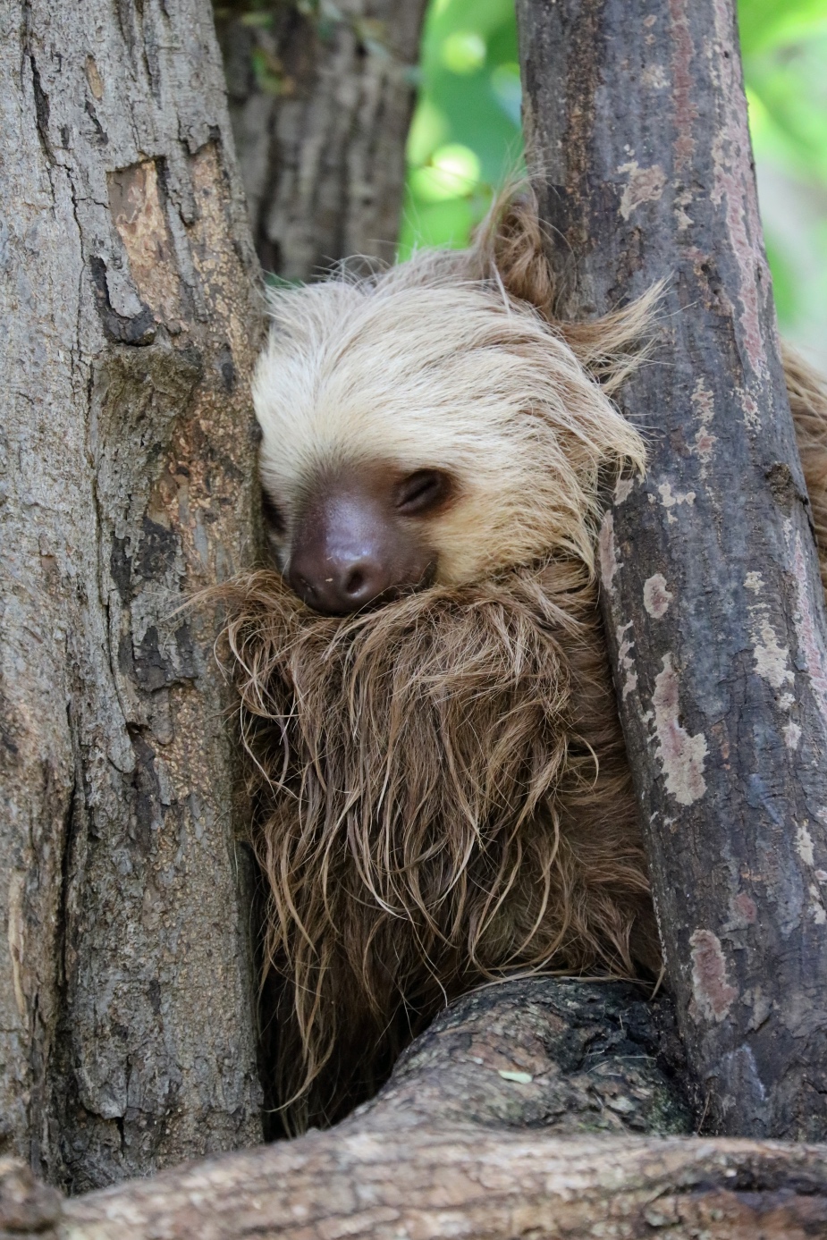 #1 Sloth Sanctuary in Costa Rica (Rescued Sloths) | Diamante Eco Park