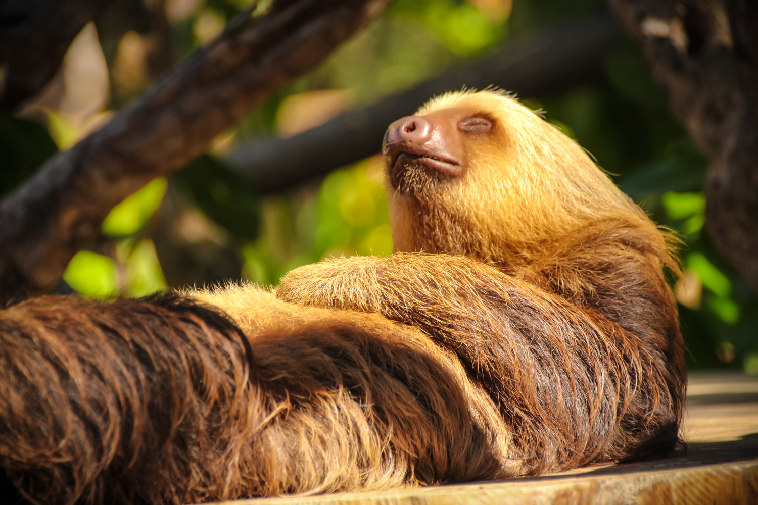 sloths-in-costa-rica-the-ultimate-guide-diamante-sloth-sanctuary