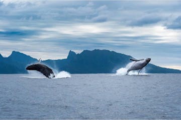 Whales surfacing in the Pacific Ocean off the coast of Tahiti