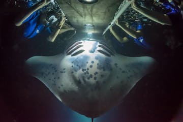 A manta ray visiting a group of guests during the Night Manta Experience