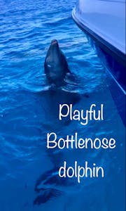 Playful Bottlenose Dolphin