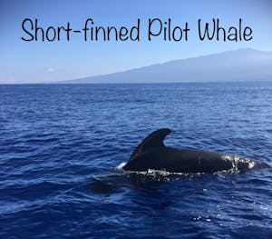Short-Finned Pilot Whales