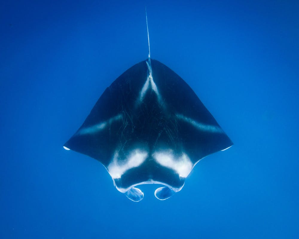 How You Can Swim With Manta Rays in Hawaii