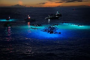 Night Snorkeling with Manta Rays