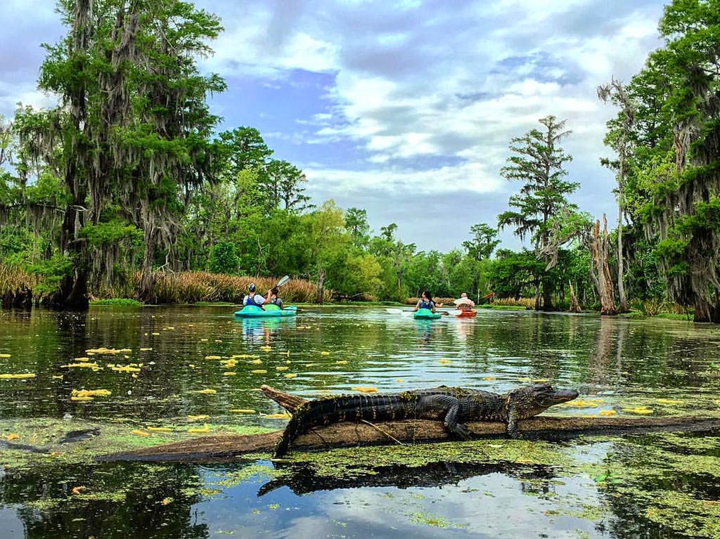 an alligator on a log in the middle of the bayou with several kayakers in the background