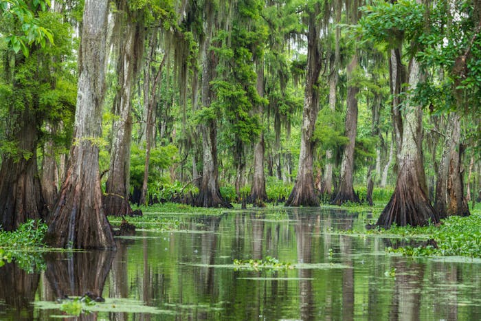 Wild Louisiana Tours | New Orleans Kayak Swamp Tours