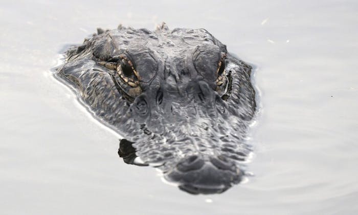 When Do Alligators Come Out of the Water?