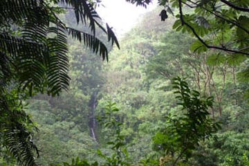 Rainforest, Waterfalls