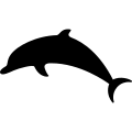 The Dolphin Explorer