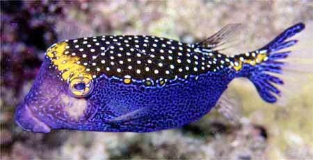 Hawiian boxfish male