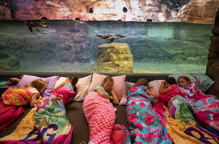 Family Sleepover - Aquarium Sleepover 2