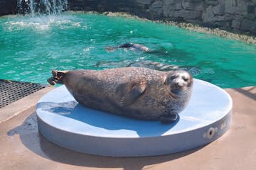 a seal swimming in a pool of water