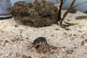Virtual Animal Tales: Hermit Crabs | Aquarium of Niagara