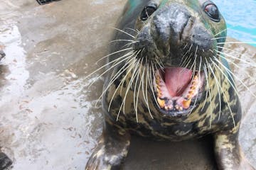 a close up of a seal