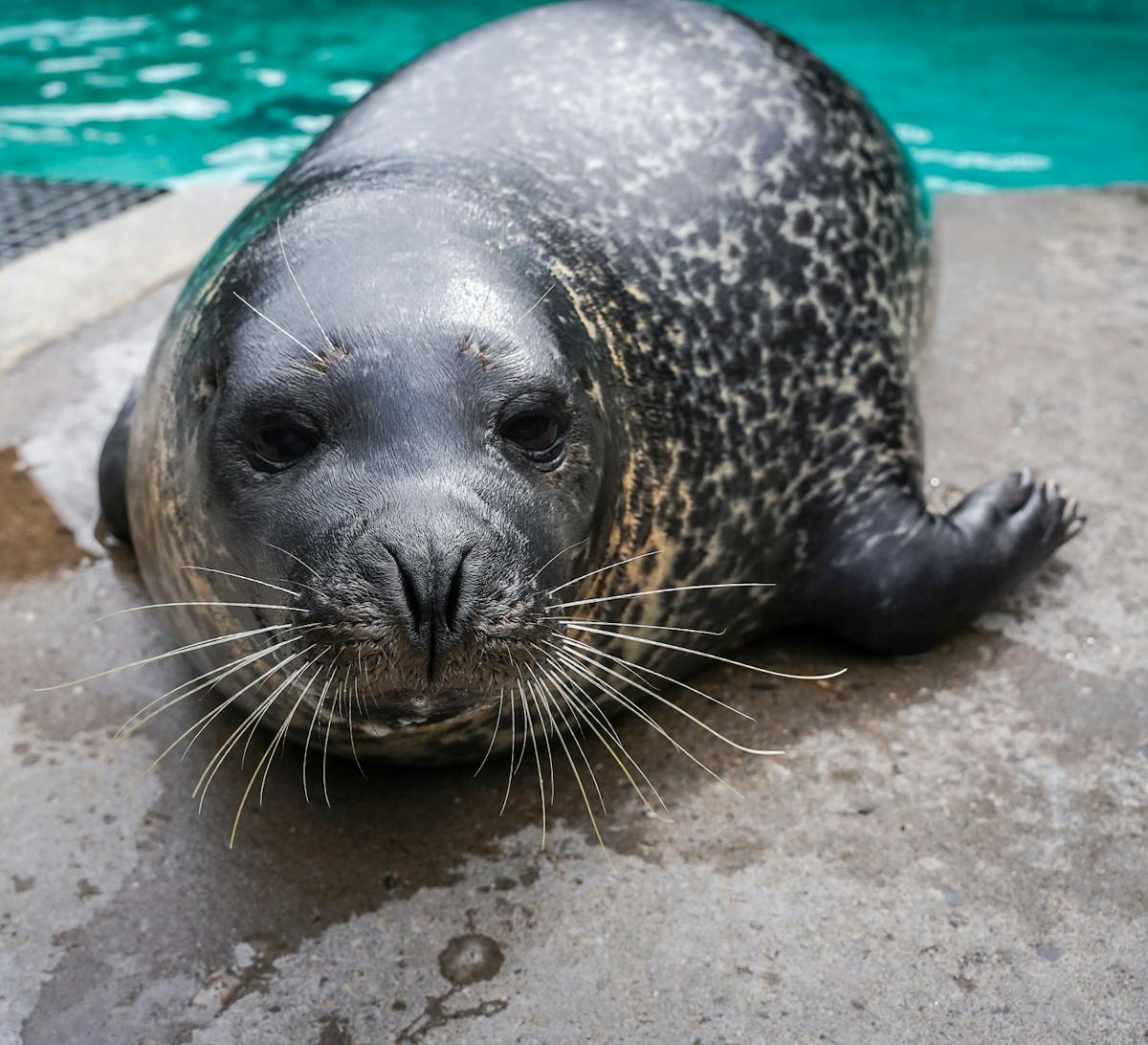 Meet Rescued Marine Mammals | Aquarium of Niagara
