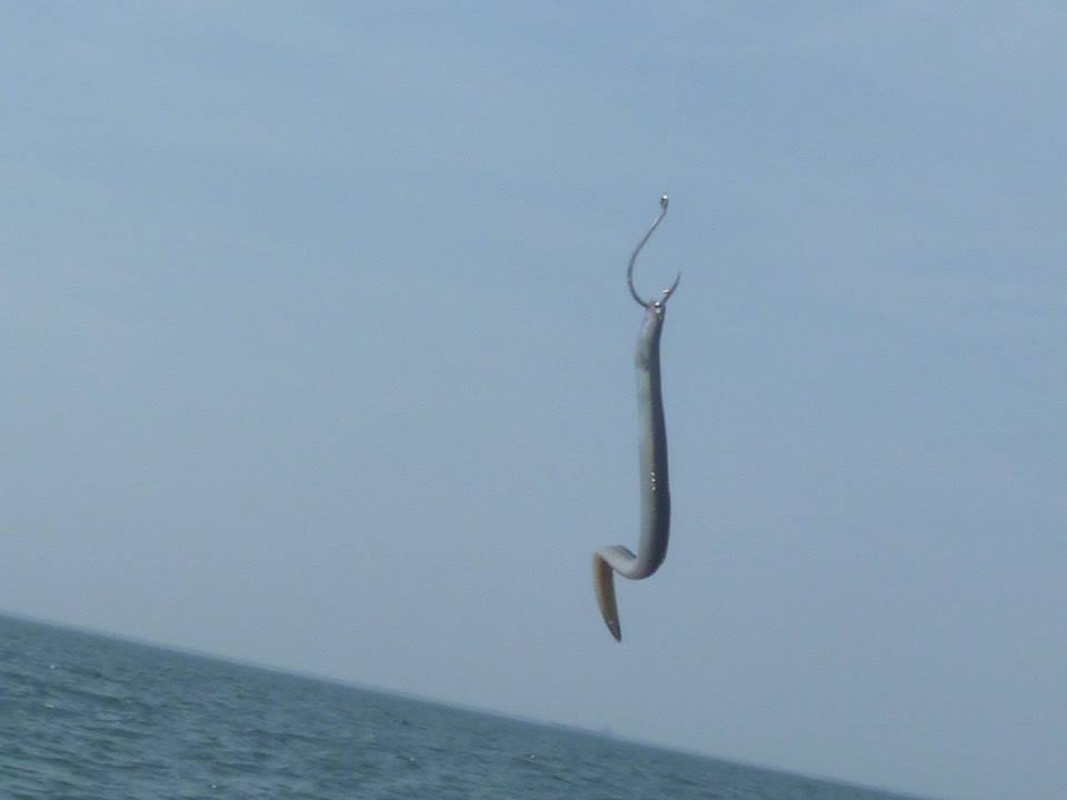 How to Hook an Eel  Finao Sportfishing