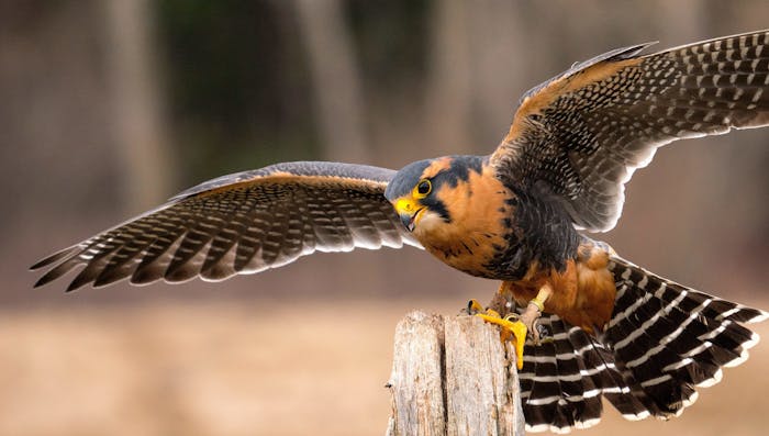 falconry near me - Royal Canadian Falconry, birds prey near me