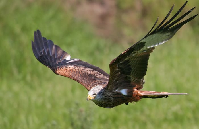 Ohio School Of Falconry The Midwests First And Finest