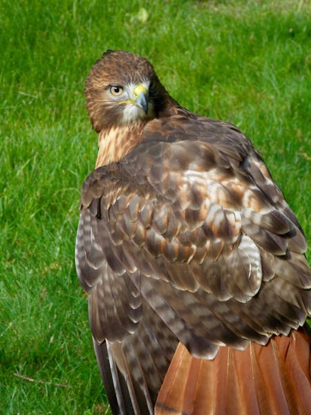 Birds of Prey in Michigan – Facts, List, Pictures