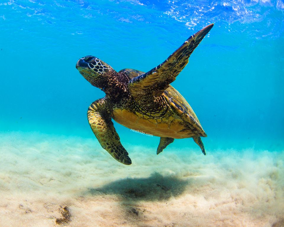 Exploring Hawaii’s Underwater World | Roberts Hawaii