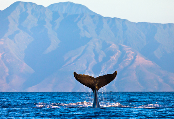 Hawaii's Humpback Whales: Gentle Giants' Visit | Roberts Hawaii