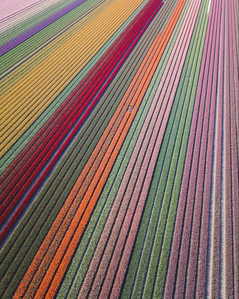 Romantic tulip fields to propose near Amsterdam