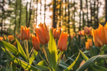 Tulip garden in holland