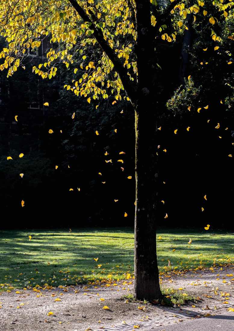 vondelpark tree a romantic place in amsterdam