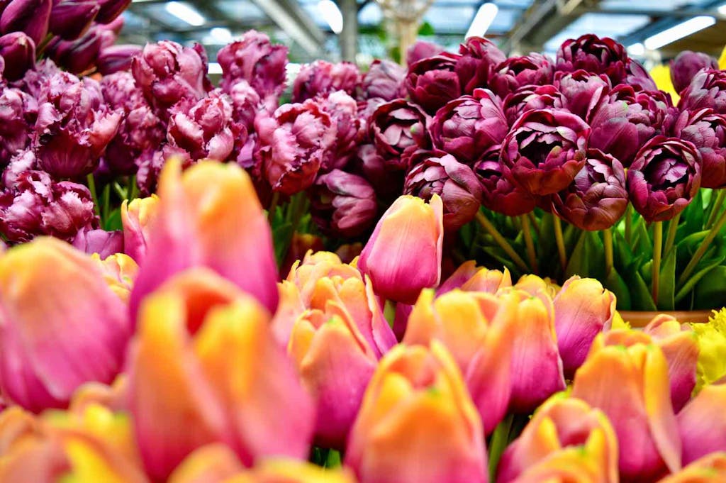 Bloemen en tulpen op bloemenmarkt Amsterdam
