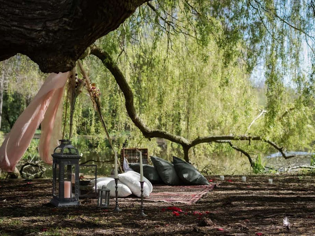 a close amsterdam picknick huwelijksaanzoekup of a tree