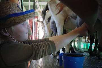 A boy milking goats