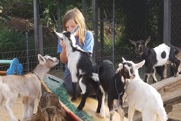 A girl with baby goats