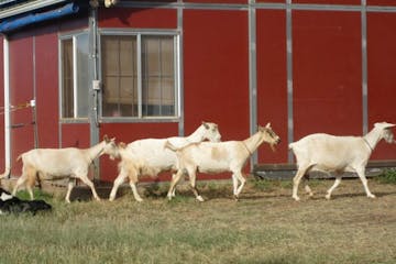 4 white goats walking