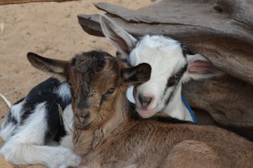 2 goats