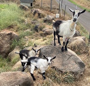 Mama Kala and her 2 baby goats (kids)