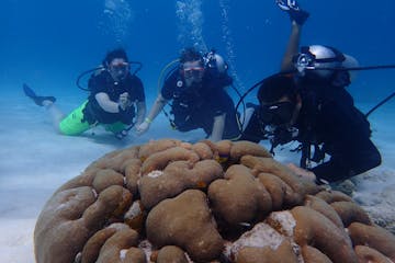 Divers inspecting a peculiar rock