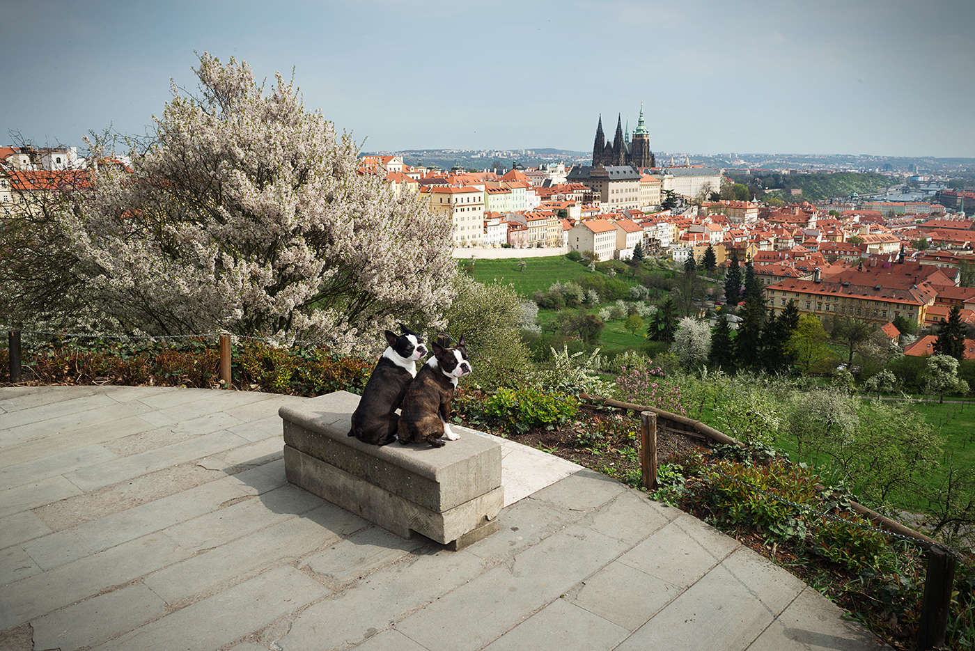 a couple of dogs sitting on a pedestal in front of a beautiful view of Prague and the Prague Castle