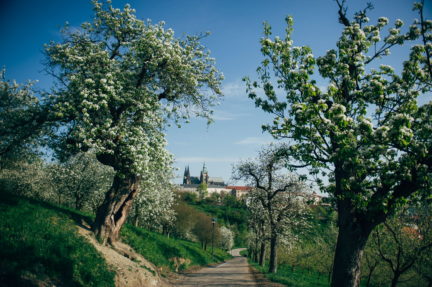the blooming apple trees in the Petrin orchard with a view of Prague Castle in the background