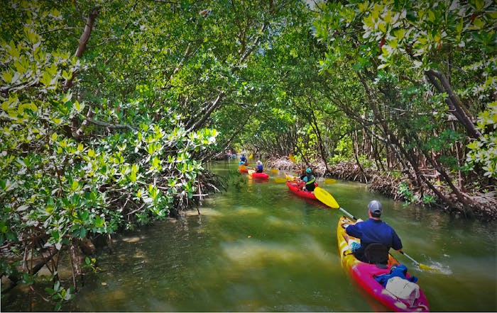 Kayak Tours - Marco Island & Naples, FL | Rising Tide Explorers