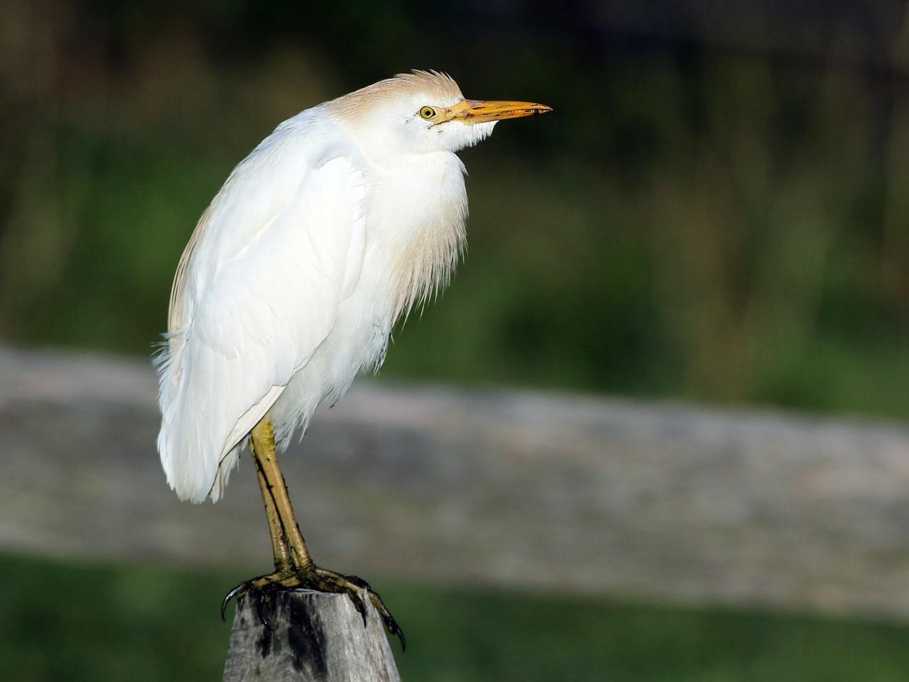 Which White Bird Is That?! Is It An Egret? Or A Heron? Or