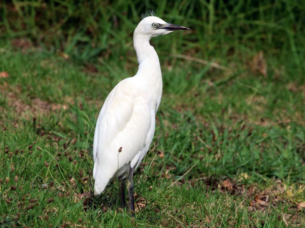 Which White Bird Is That?! Is It An Egret? Or A Heron? Or..? | Rising ...