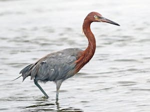 a bird standing next to a body of water