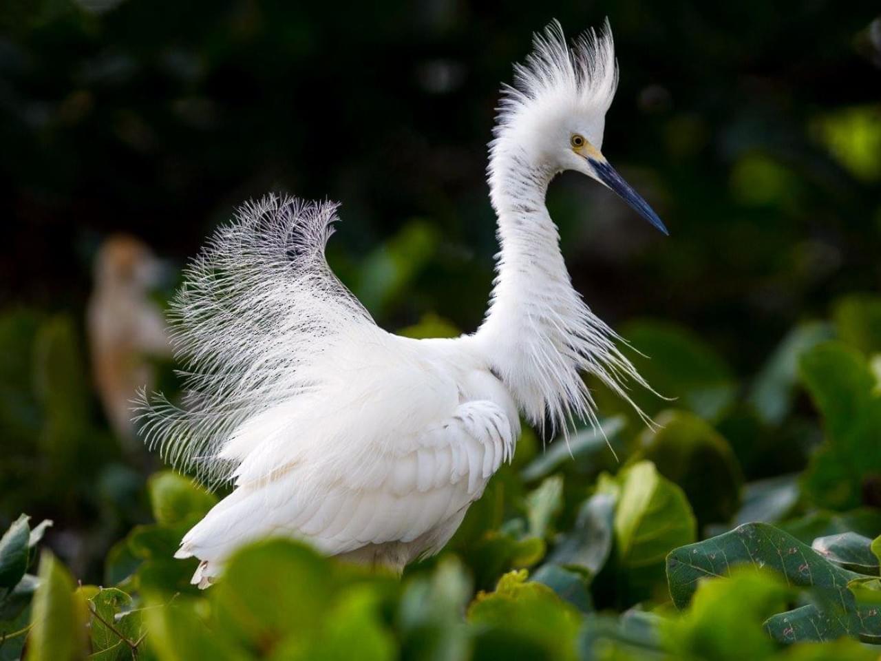 Which White Bird Is That?! Is It An Egret? Or A Heron? Or..? | Rising ...