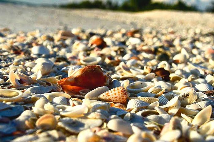 How & Where to Find Florida Gulf Coast Shells - Plumlee Gulf Beach
