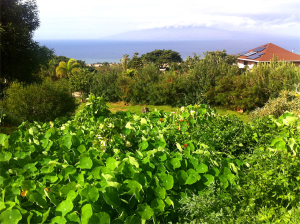 Nourishing the soil at Piliani Kope Coffee Farm