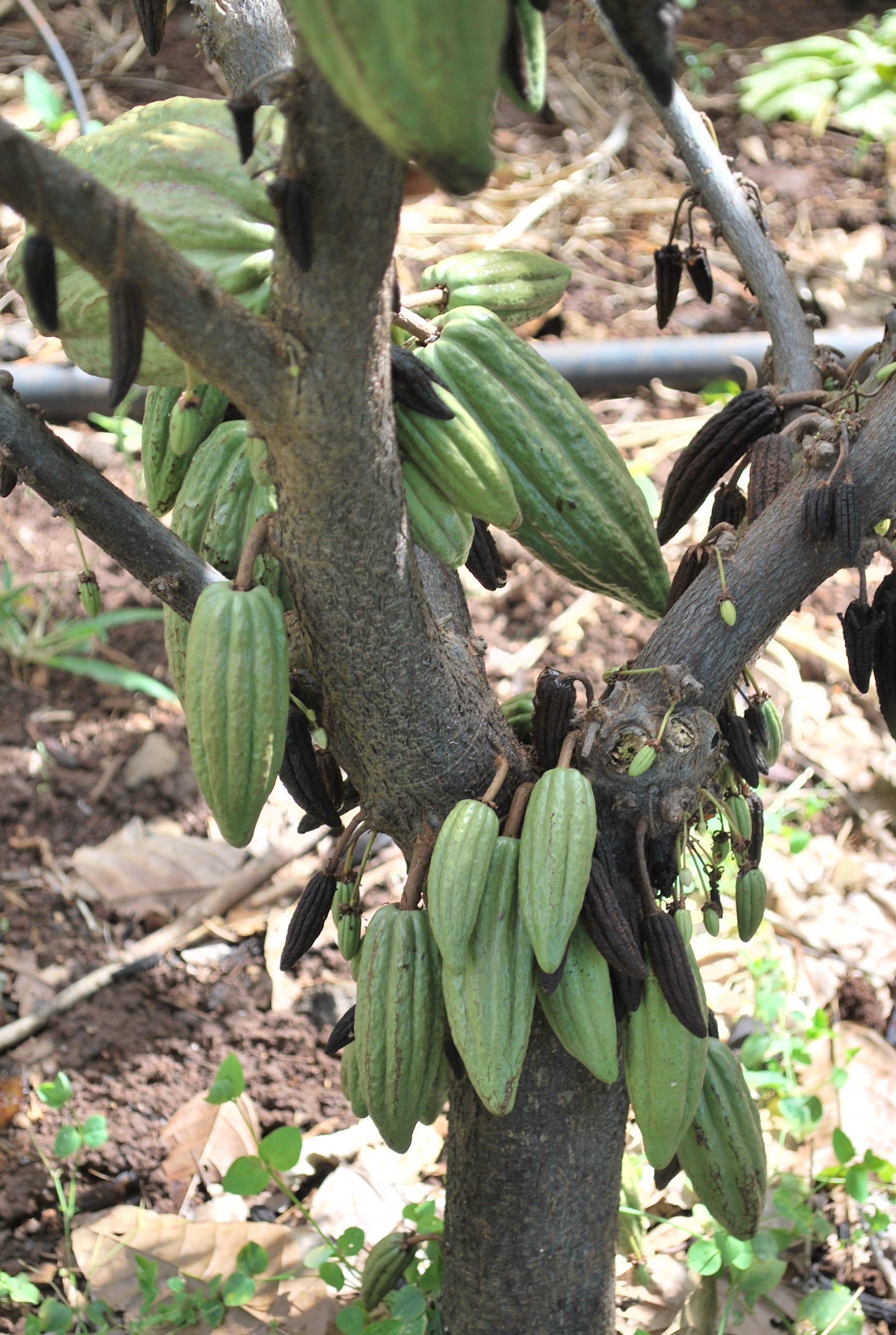 young cacao photo by Marilyn Jansen Lopes