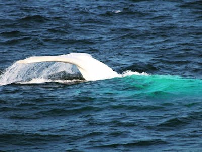 Migaloo the white whale