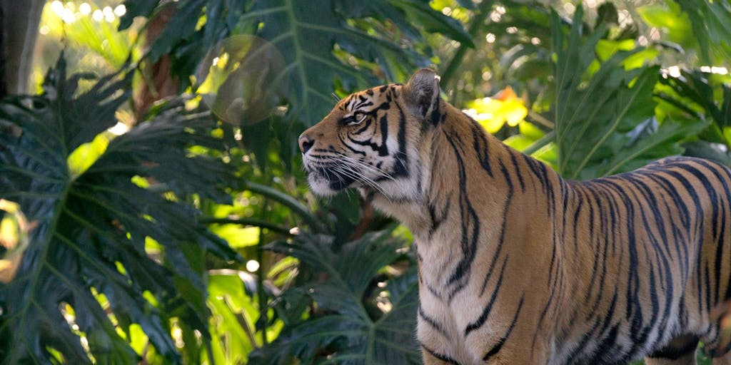 a tiger looking at the camera