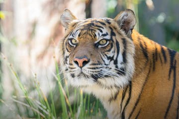 a tiger looking at the camera