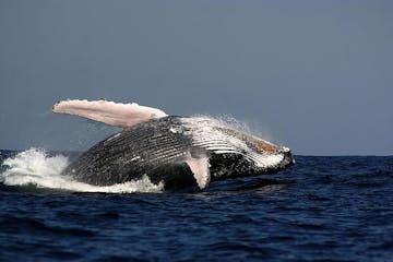 humpback whale breaching out of water